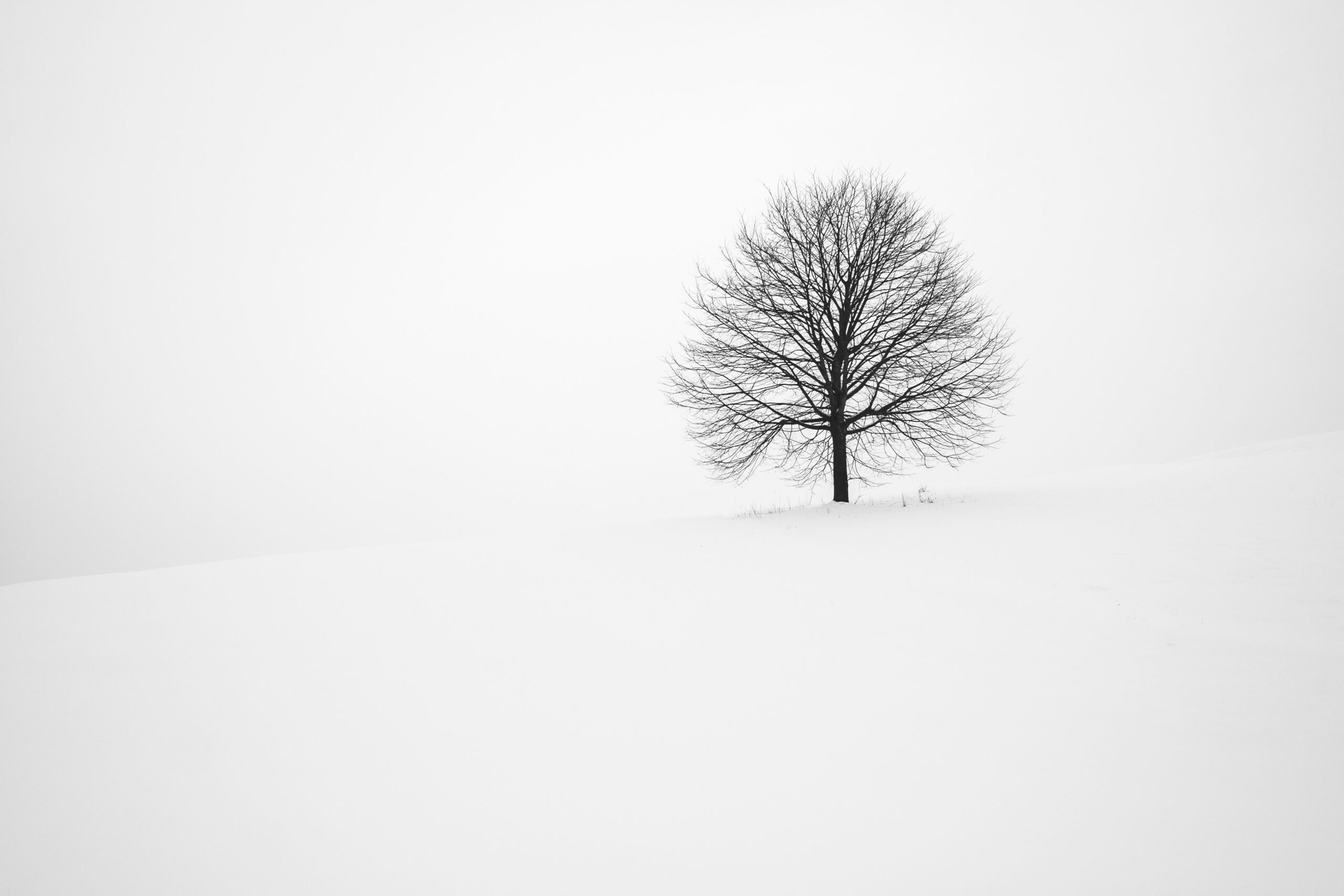 Un arbre isolé parmi la neige